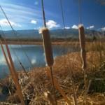 Dankworth Pond - Tucson Fishing program