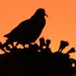 dove mountain sunset