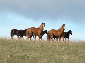 Horse properties in Tucson Az