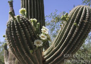 blog post Homes near National Parks in Tucson AZ