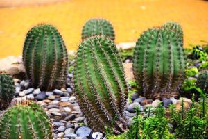 Cacti in a garden