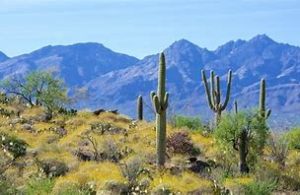 House among greenery, cacti, and mountains near Tucson’s National Parks.