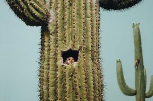 Owl in a cactus nest, tall cactus with woodpecker.