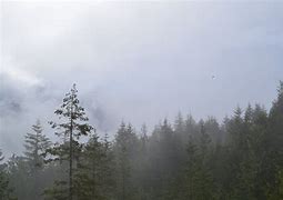 Rainy Washington State