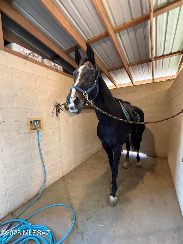 Close-up photo of a horse
